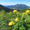21 Distese fiorite di Trollius europaeus _Botton d_oro_ con vista in Alben.JPG