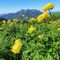 20 Distese fiorite di Trollius europaeus _Botton d_oro_ con vista in Alben.JPG