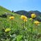 23 Distese fiorite di Trollius europaeus _Botton d_oro_ con vista in Cimetto_Foppazzi_Grem.JPG