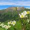 56 Anemonastrum narcissiflorum _Anemone narcissino_ in basso, Pulsatilla alpina_Anemone alpino_ in alto  con vista in Menna.JPG