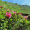 02 ...e ci siam goduti stupende fioriture,qui il Rhododendron ferrugineum _Rododendro rosso_.JPG