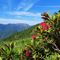14 Rhododendron ferrugineum _Rododendro rosso_ .JPG