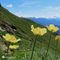 27 Pulsatilla alpina sulphurea _Anemone sulfureo_.JPG