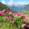 01 Trifolium alpinum _Trifoglio alpino_ con vista su Foppolo .JPG