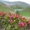 06 Rhododendron ferrugineum _Rododendro rosso_ con vista sul Lago delle trote.JPG