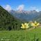 09 Pulsatilla alpina sulphurea _Anemone alpino_ sul fondo della pista di sci dalla Quarta Baita al Montebello .JPG