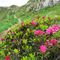 51 Il sent. 204A prosegue adornato da Rhododendron ferrugineum _Rododendro rosso_ .JPG