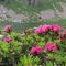 65 Rhododendron ferrugineum _Rododendro rosso_ al Lago delle trote.JPG