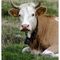 Ritratto di mucca - Val Grande in Alta Val Camonica