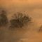 Nebbia; flora e fauna