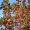autunno-al-parco-nord-milano_18_764.jpg