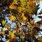 autunno-al-parco-nord-milano_63_089.jpg
