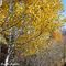 autunno-in-valle-albina_24_100.jpg