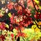 autunno-sull-adda_31_266.jpg