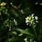 Aglio orsino (Allium ursinum) - Liliaceae_21_220.jpg