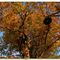 colori-di-autunno_58_451.jpg