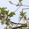 ramo di pescocolori-di-primavera-2_11_711.jpg