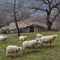 pecore davanti a una cascina