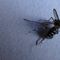 Aedes albopictus - Fam. Culicidi - Sottordine Nematoceri - (Zanzara tigre)_39_585.jpg