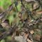 Cicadella viridis - Cicadidae_3_901.jpg