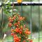 Piracanta - (Pyracantha coccinea) - Rosaceae_14_525.jpg