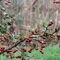 Biancospino selvatico - (Crataegus laevigata) - Rosaceae_16_950.jpg