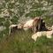 Mucca curiosa all'Alpe Piodella...