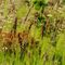 Fienarola palustre (Poa palustris) - POACEAE_7_727.jpg