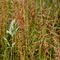 Setaria verde (Setaria viridis) - POACEAE_18_196.jpg