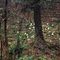 ...ellebori bianchi (Helleborus niger) nel parco_13_024.jpg