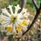 fiori- Edgeworthia Chrysantha10_1_237.jpg