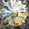 fiori-Edgeworthia Chrysantha10_2_483.jpg