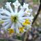 fiori-Edgeworthia Chrysantha10_3_448.jpg