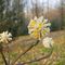 fiori-Edgeworthia Chrysantha10_4_679.jpg