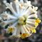 fiori-Edgeworthia Chrysantha10_5_377.jpg