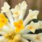 fiori-Edgeworthia Chrysantha10_6_746.jpg