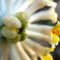 fiori-Edgeworthia Chrysantha10_7_212.jpg