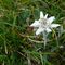 fiori-21_5_stella alpina