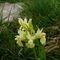 orchidea-sambugina-fiori
