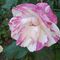 rosa variegata.jpg