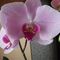 orchidea.jpg