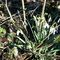 ...Bucaneve (Galanthus nivalis) - Fam. Amaryllidaceae_5_756.jpg