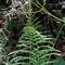Felce aquilina (Pteridium aquilinum) - Hypolepidaceae_7_091.jpg