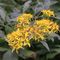Verga d'oro maggiore (Solidago gigantea) - Asteraceae_10_449.jpg