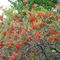 Sorbo domestico (Sorbus) - Rosacee_14_643.jpg