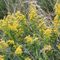 Verga d'oro maggiore (Solidago gigantea) - Asteraceae_15_814.jpg
