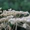 Ombrellifera - Apiaceae_18_706.jpg