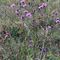 Cardo campestre (Cirsium arvense) - Asteraceae_20_085.jpg