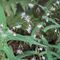 Lattuga montana (Prenanthes purpurea) - Asteraceae_5_436.jpg