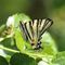 Iphiclides (Papilio) podalirius - Fam. Papilionidi_1_278.jpg